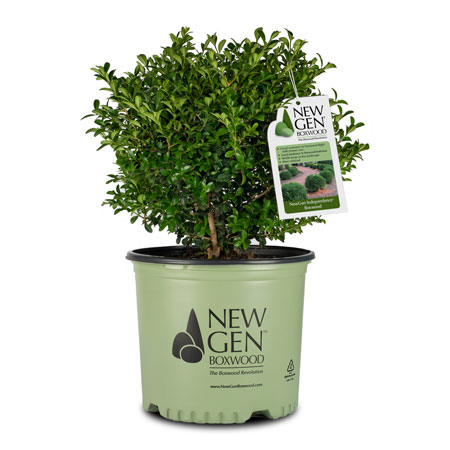 NewGen Independence Boxwood
