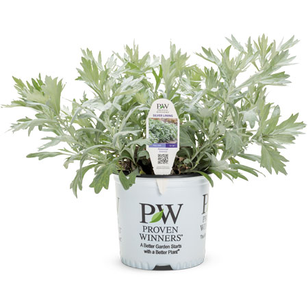 Artemisia Silver Lining