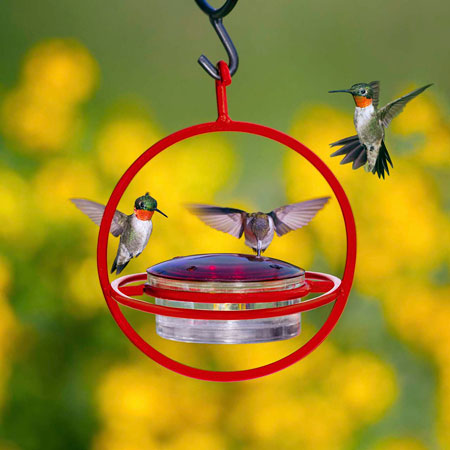 Hummble Bold Hummingbird Feeder