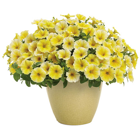 Supertunia Saffron Finch Petunia