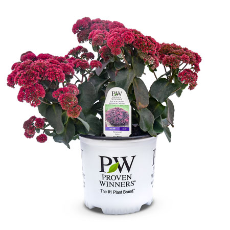 Midnight Velvet Sedum