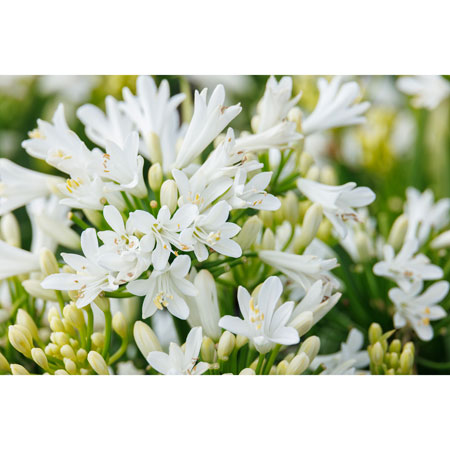Bridal Veil Agapanthus