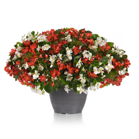 Hula Red and White Mixture