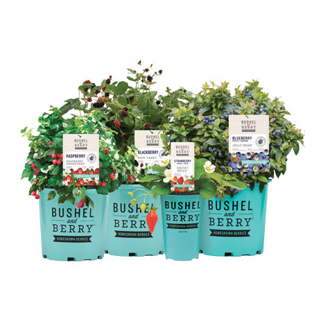 Edible Woody Ornamentals