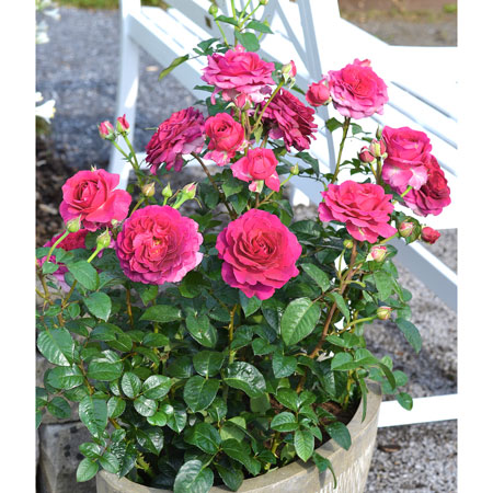 Flower Carpet Berry Shrub Rose