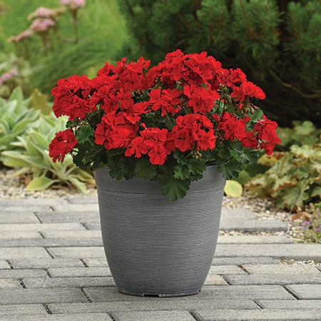 Solera Interspecific Geranium