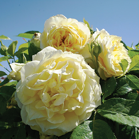 LEMONBURST FLORAABUNDA ROSE