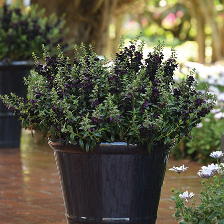 Angelonia AngelFlare Black