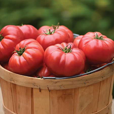 Tomato WonderStar Pink
