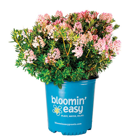Bloombux Blush Rhododendron