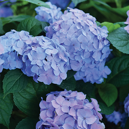 Let’s Dance Sky View Continuous Blooming Hydrangea