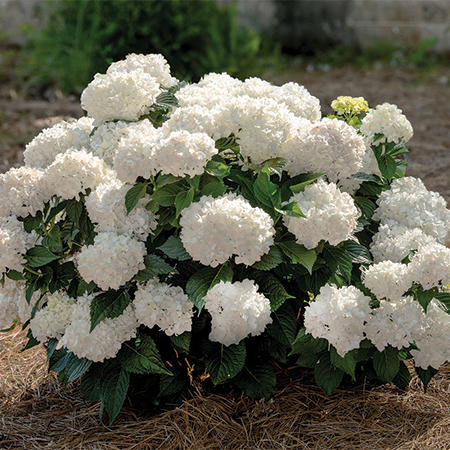 DreamCloud Reblooming Hydrangea