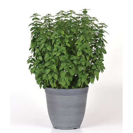 Basil Everleaf Lemon