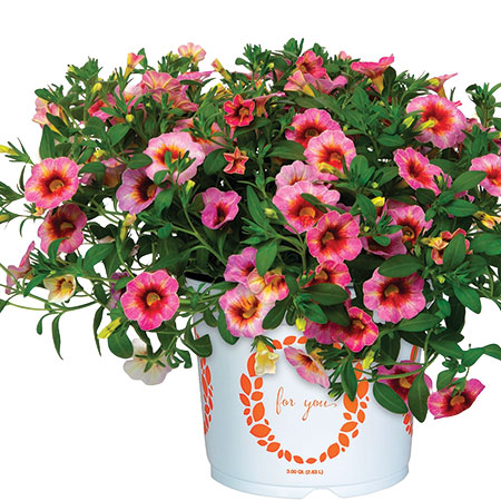 Calibrachoa Rainbow