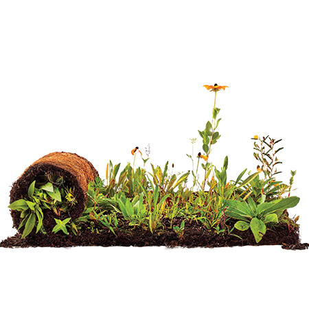 Wildflower Sod