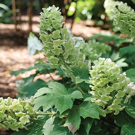 Gatsby Glow Ball Hydrangea