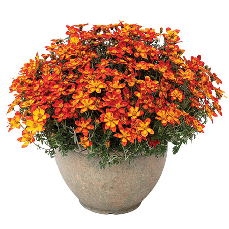 Beedance Bidens