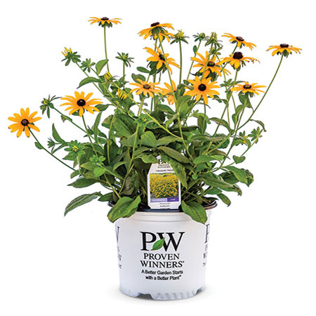 Rudbeckia Treasure Trove