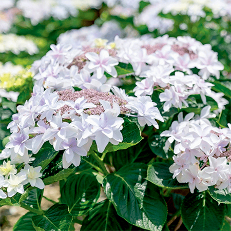 Pastel Hydrangea