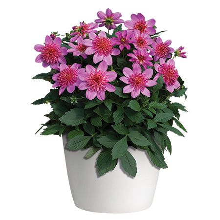PinkBurst