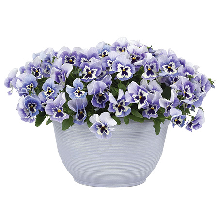 Pansy Top Wave