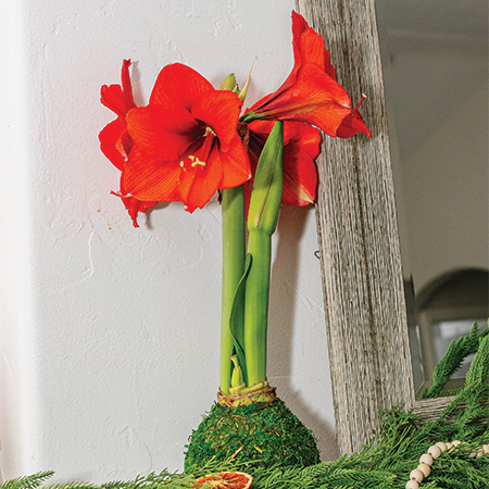 Amaryllis Bulbs