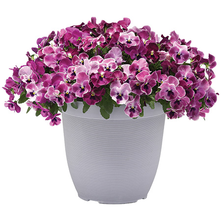 Pansy Top Wave Pink Shades