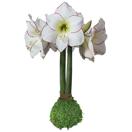 Amaryllis Bulbs