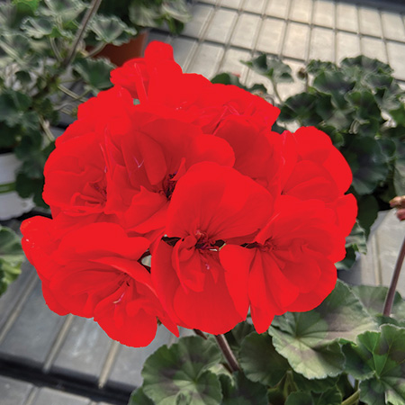 Geranium Super Moon Bright Red