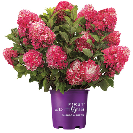 Spring Sizzle Panicle Hydrangea