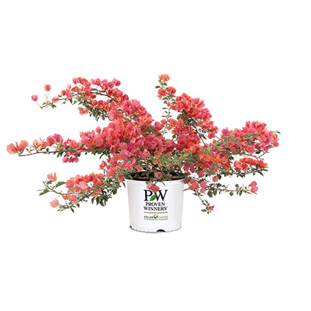 Bambino series of bougainvillea