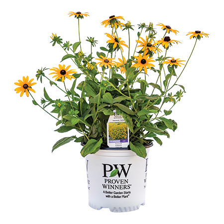 Rudbeckia Treasure Trove