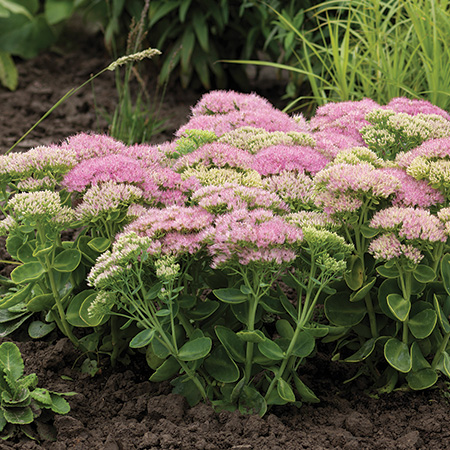 Sedum Spectacular