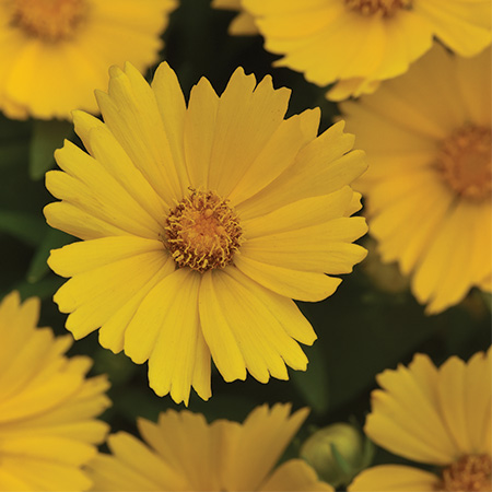 Coreopsis UpTick Gold
