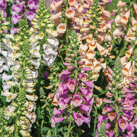Digitalis purpurea Dottie Mix