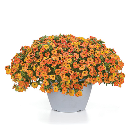 Calibrachoa Cha-Cha Diva Orange