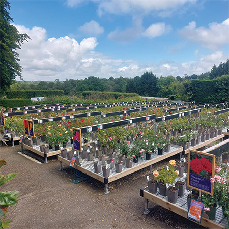 Nostrand Signature Hybrid plant tables