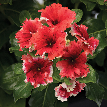 Soiree Flamenco vincas