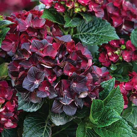 Centennial Ruby Hydrangea