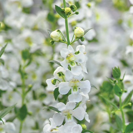 Angelonia Guardian Angel