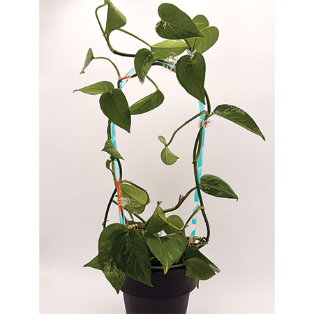 Iridescent Acrylic Arka Trellis