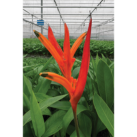Heliconia Love Bird