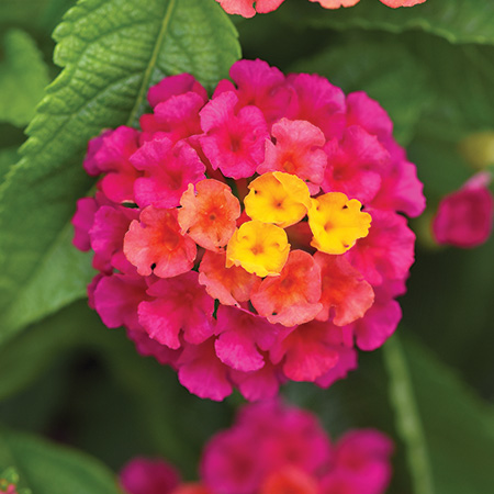 Lantana Shamrock Cherry Sunrise
