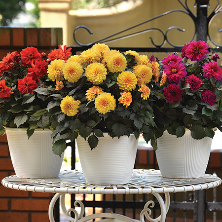 Dahlia City Lights Compact
