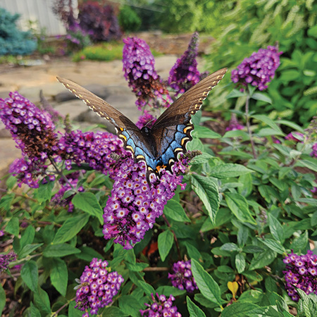 Blueberry Pie Buddleia