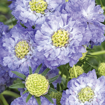 Scabiosa caucasica Skyrocket