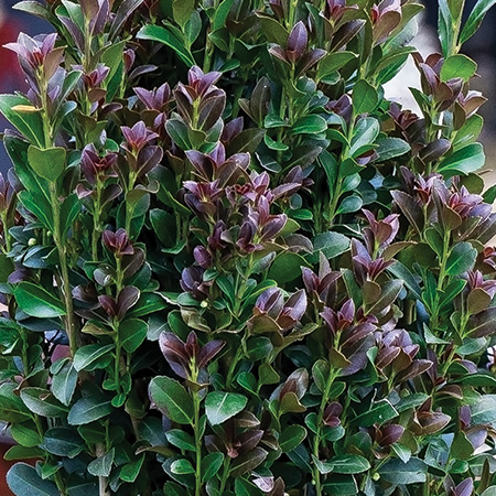 Southern Living Plant Collection’s Red Sky Holly