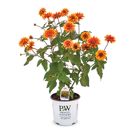 Forged in Fire Heliopsis