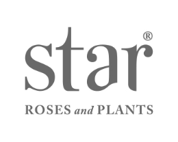 Star Roses and Plants